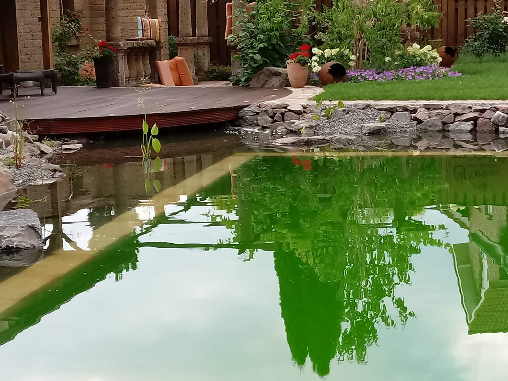 Ein Hinterhofteich mit grünem Wasser, Steineinfassung und Pflanzen verfügt über Teichränder, die mit PVC-Schwimmbadfolie Renolit Alkorplan Natural Pool (gewebeverstärkt, 1,5 mm) ausgekleidet sind. Im Hintergrund: Holzdeck, Gartenmöbel, Rasen und Topfblumen.